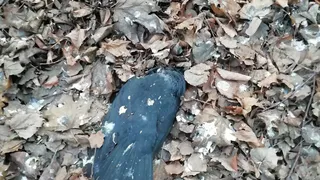 "С утра сильный неприятный запах и на каждом шагу мертвые птицы" - жители Приокского бьют тревогу