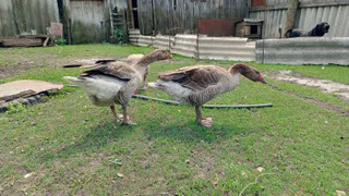 Сын бросил меня в деревне у разваленного дома: он и представить не мог, как все обернется и кто станет моим деревенским соседом 