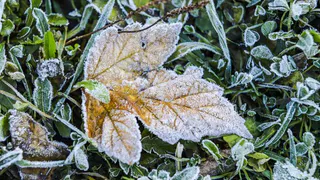 МЧС по Рязанской области предупредило о заморозках до -2 градусов с 9 по 11 сентября