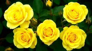 30 граммов под куст – и розы цветут с июня по октябрь: выпускают бутоны пачками – аромат на всю округу