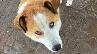 Жительница Коми перевела 17 тысяч рублей за щенка, но осталась без питомца