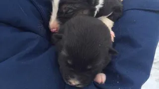 В Татарстане спасли щенков о смерти во льдах