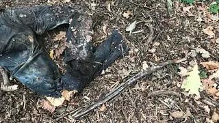 Чей разложившийся труп нашли под Рязанью? Эксперты выяснили