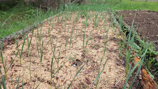 Не соль и не йод: чем полить погибающий чеснок – восстановление за одни сутки