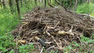В Судогодском районе суд обязал «Владлесхоз» убрать отходы после вырубки леса