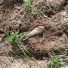 Под Брянском спасатели уничтожили боеприпас времён Великой Отечественной войны
