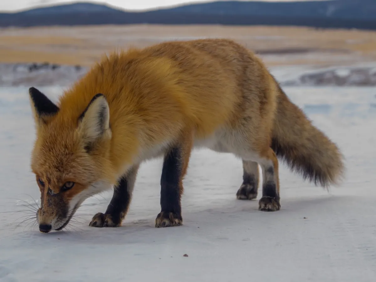 Не на ту напали! 74‑летняя пенсионерка из Татарстана справилась с дикой лисой