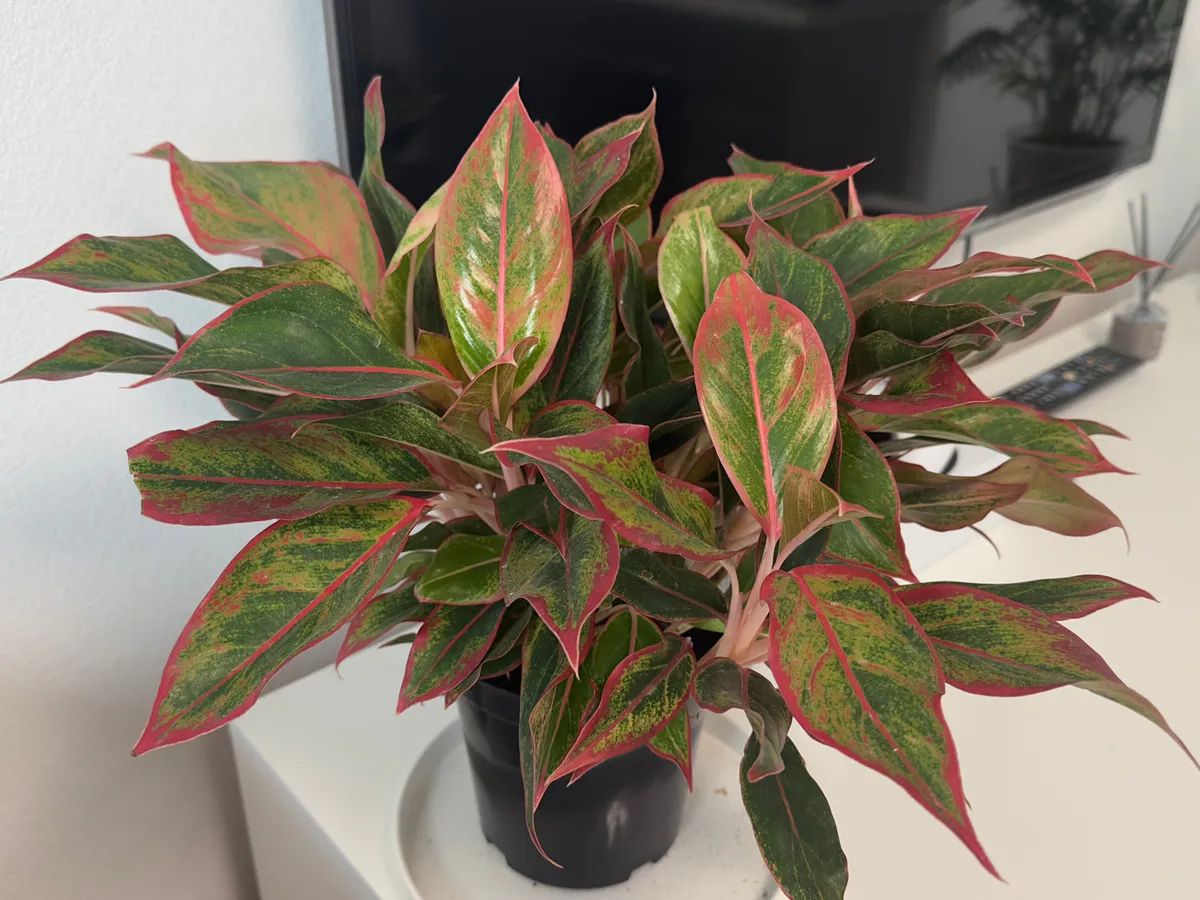 Хочу вернуть в дом забытую классику: 8 растений из СССР, которые растут без хлопот и напоминают о хорошем
