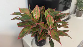 Хочу вернуть в дом забытую классику: 8 растений из СССР, которые растут без хлопот и напоминают о хорошем