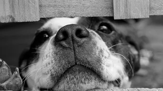 Чего боятся собаки: зоопсихологи назвали 8 распространённых страхов и фобий - а мы их понимаем иначе