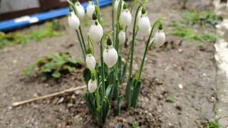 Весна-2026 нагрянет в Россию раньше срока: неожиданный прогноз Вильфанда – к чему следует готовиться?