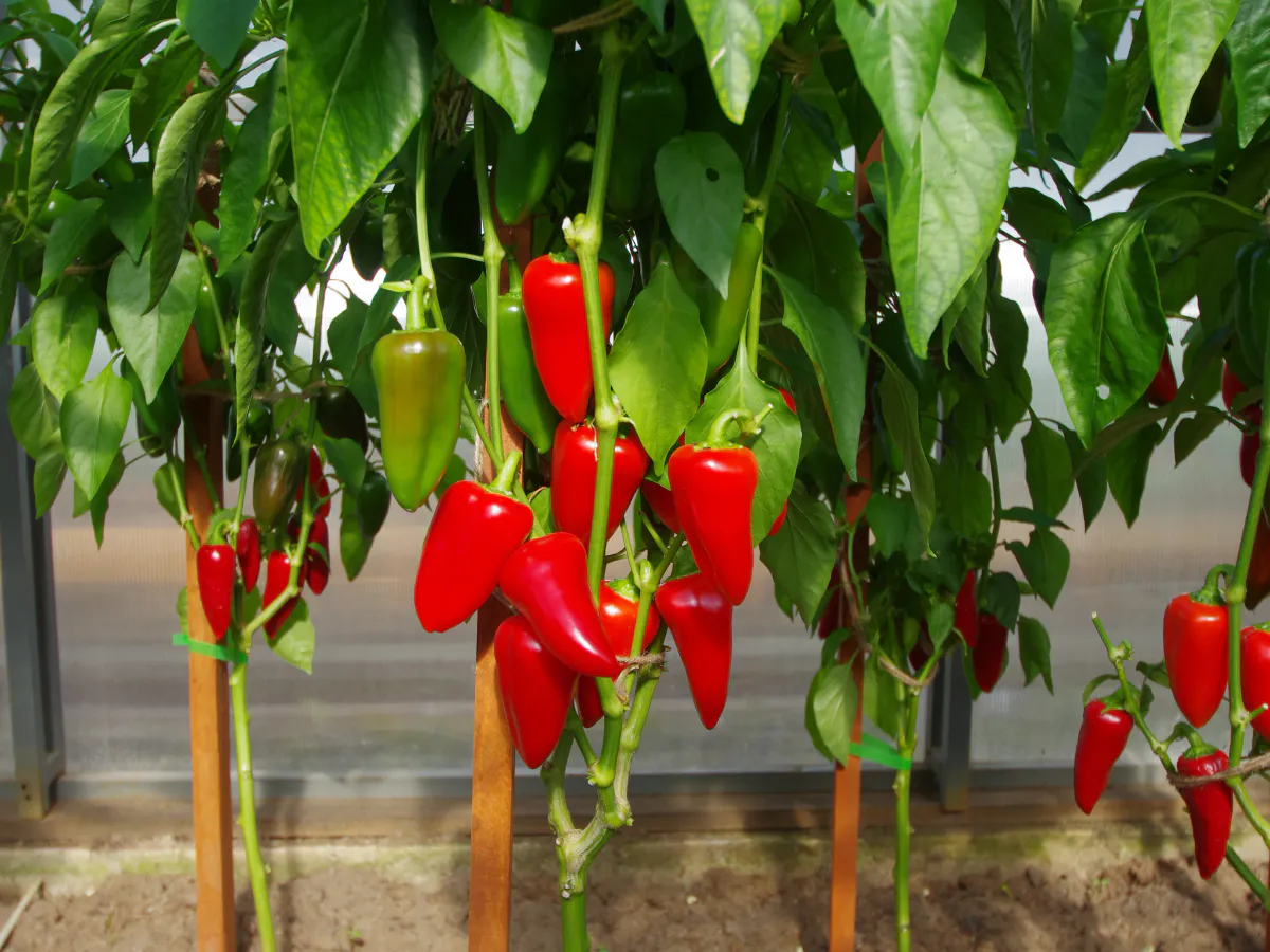 Перцы в июле: 3 проверенные подкормки для гигантских плодов — толстостенные, сочные, не помещаются в ладони