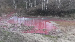 Розовая река: в Недостоеве водоём окрасился в кислотный цвет
