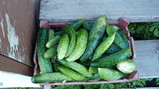 Коллега побывал в деревне у родни и приехал с пустыми руками: чего им, жалко что ли - почему его не угостили урожаем 