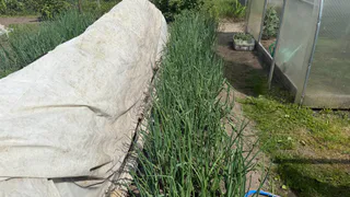 С 15 по 30 июня луку — первым делом: развожу 3 ложки в воде — и луковицы становятся размером с арбуз, а перья сочного зелёного цвета