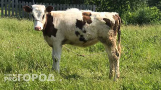 В Коми ученые победили диарею у телят: секрет в пробиотике