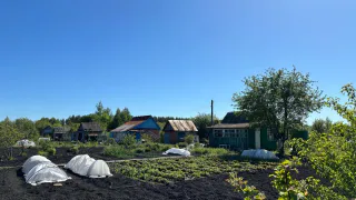 Морковь сразу пойдёт в рост: в июне полейте грядку этим раствором — первый шаг к хорошему урожаю