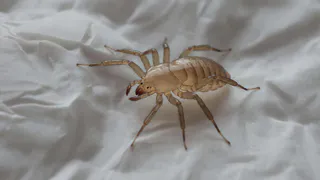 «Сложный уход»: как быстро избавиться от постельных клещей