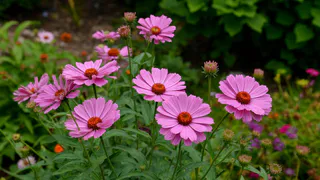 К концу сентября понял - лучше бы не сажал: рассказываю про самые неудачные цветы в саду за это лето - на будущий год не совершу таких ошибок