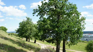 В Рязани растут 35 уникальных деревьев