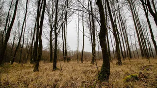 Лесозаготовители региона не убрали сухостой на 2000 гектарах арендованных участков