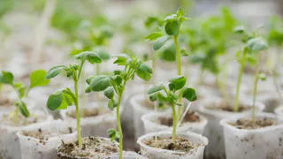 Герань даст вдвое больше цветов: простой способ укоренения без хлопот