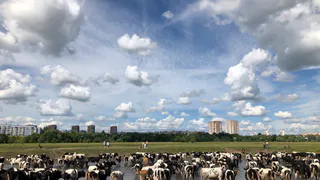 Дождя не будет: погода в Рязани на выходные