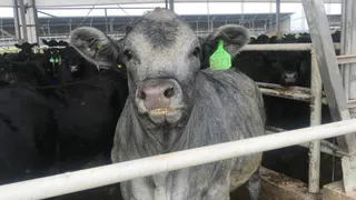 Белым по черному