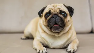 В надежде купить собаку жительница Коврова попала в воронку мошенников