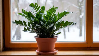 Комнатные растения — семь зелёных друзей, которым "чихать" на ваш уход