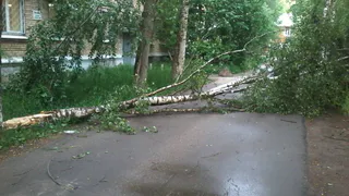 В Рязани ожидается порывистый ветер до 17 м/с