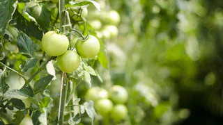 Помидоры после высадки: поливаю этим настоем и кусты до небес