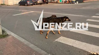 Два инцидента за неделю: в области двое детей пострадали от нападения бродячих собак