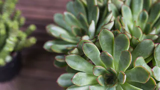 Готовьте кошельки: вот куда нужно поставить денежное дерево, чтобы оно привлекло в дом богатство