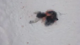 В Коми волк разорвал собаку прямо под окнами жилого дома