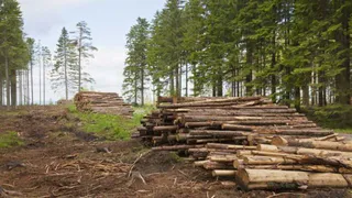 Брянский лес продан с аукциона