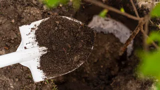 В октябре вношу только этот компонент в почву — весной земля, как после КАМАЗа с навозом: рецепт от опытного агронома