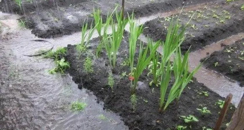 Дачникам назвали опасности растениям от затяжных дождей