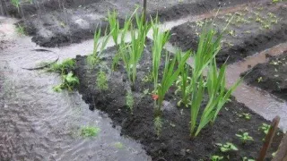 Дачникам назвали опасности растениям от затяжных дождей