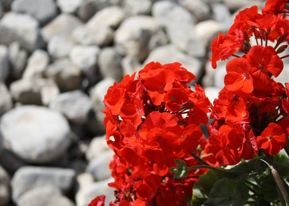 Всего 1 подкормка — и герань будет цвести без остановки: выпускает бутоны и днем, и ночью