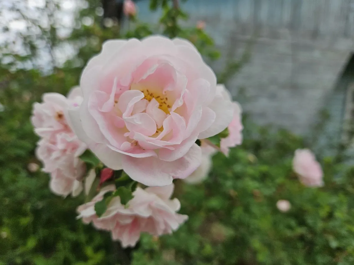 Королевский сад без замков: как создать свой Петергоф в обычном дворе