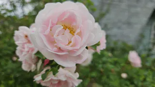 Эколог предупреждает жителей Челябинской области о штрафах за сорванные первоцветы