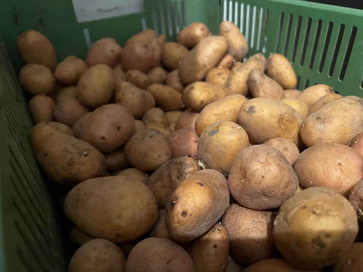 Садил на семью, а хватило и на продажу: чудо-сорт картофеля растет, как на дрожжах