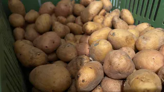 Дело не в сорте, и не в погоде: из-за чего картошка вырастает мелкая? - добавьте 3 компонента  