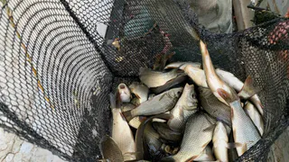 В Волгу выпустили 27 тысяч мальков сазана