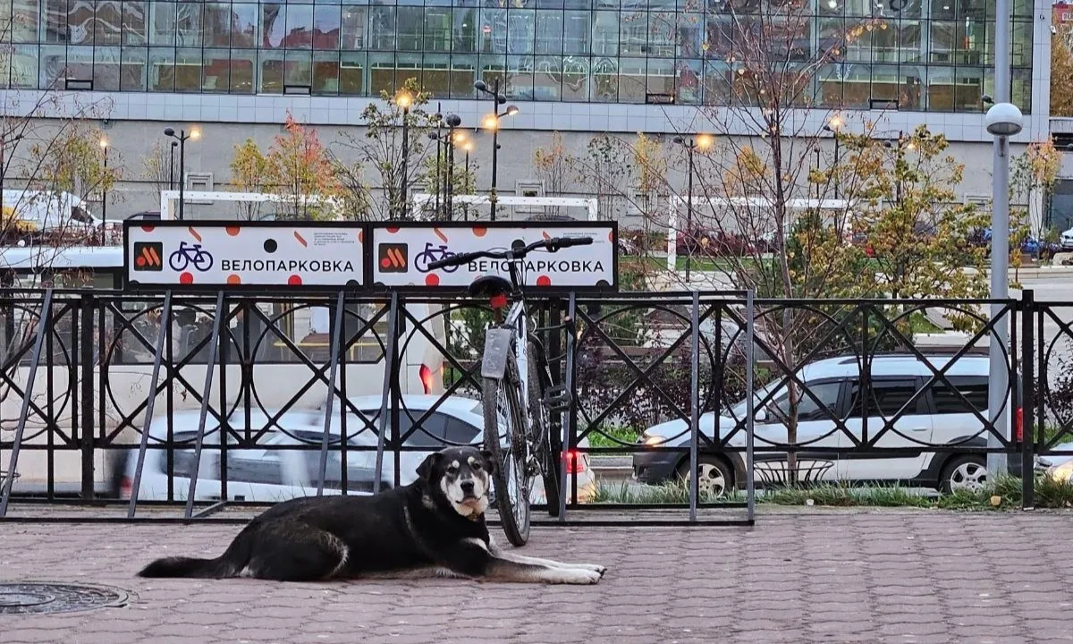 Зоозащитники Челябинской области предложили меры борьбы с бездомными собаками