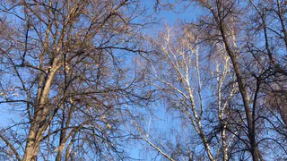 В пятницу в Рязани похолодает до -7 градусов