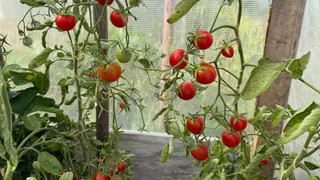 В июне уже с помидорами: 7 самых ранних сортов, которые плодоносят все лето. Дачники, записывайте названия