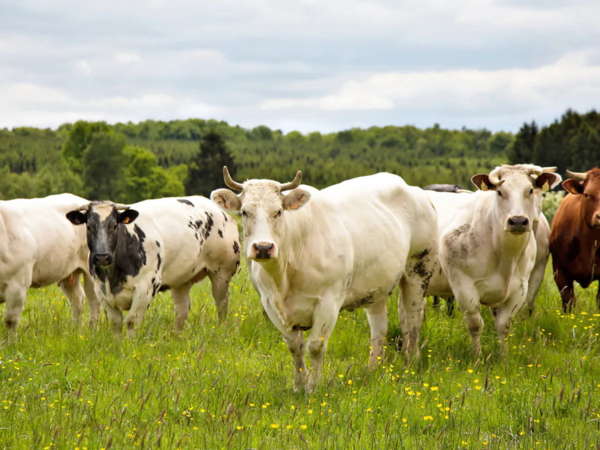 В Татарстане появится мегаферма за полмиллиарда рублей