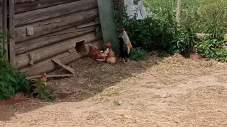 Каких кур лучше завести - 4 породы с уникальной яйценоскостью: до 400 яиц к год